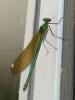 Calopteryx splendens